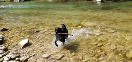 Unser Wasserhund Mika in der Weissach